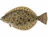 Fluke