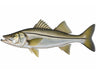 Snook