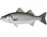 Striped Bass