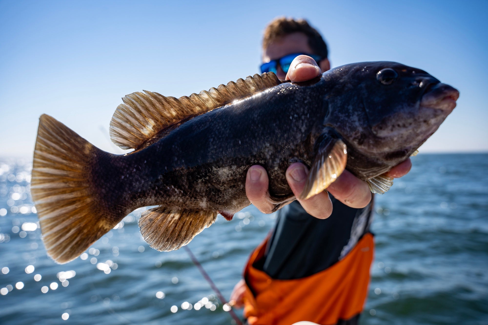 Penn Tackle Blackfish Long Island,