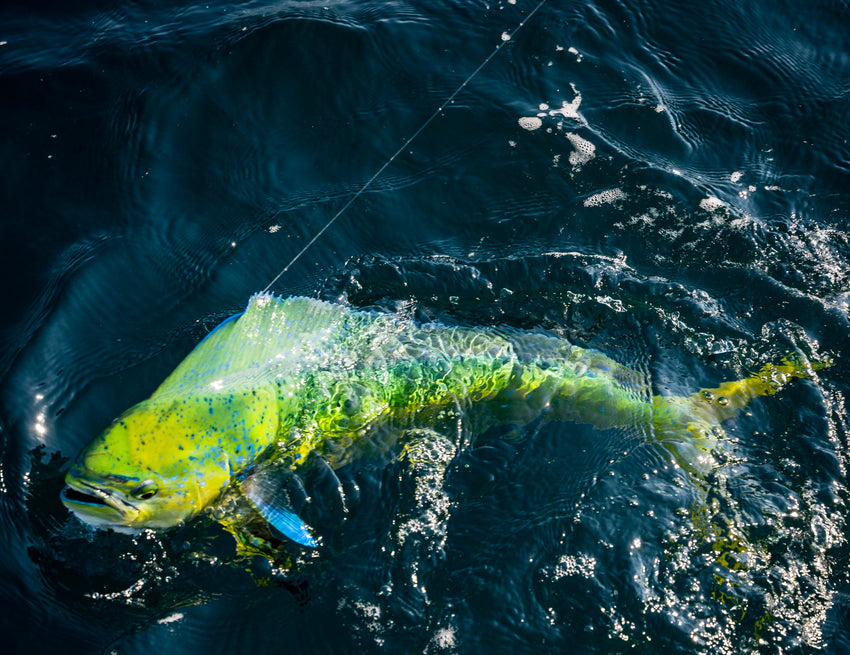 Mahi Caught With Sealed Spinning Reel, ,