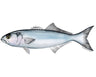 Bluefish