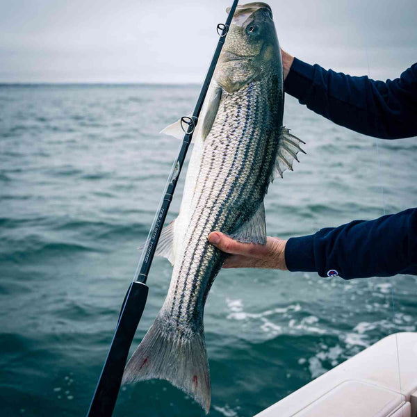 Striped Bass Planer Trolling Setup Striper Fishing Best Line For