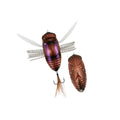 cicada bug fishing lure Reef Runner Gold/Chartreuse; 3/8 oz allowing anglers to pause the bait with minimal forward movement Fishing The Big Bug -