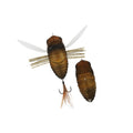 Duo-Realis-Dekashinmushi-Cicada-Bug-Semigara_1