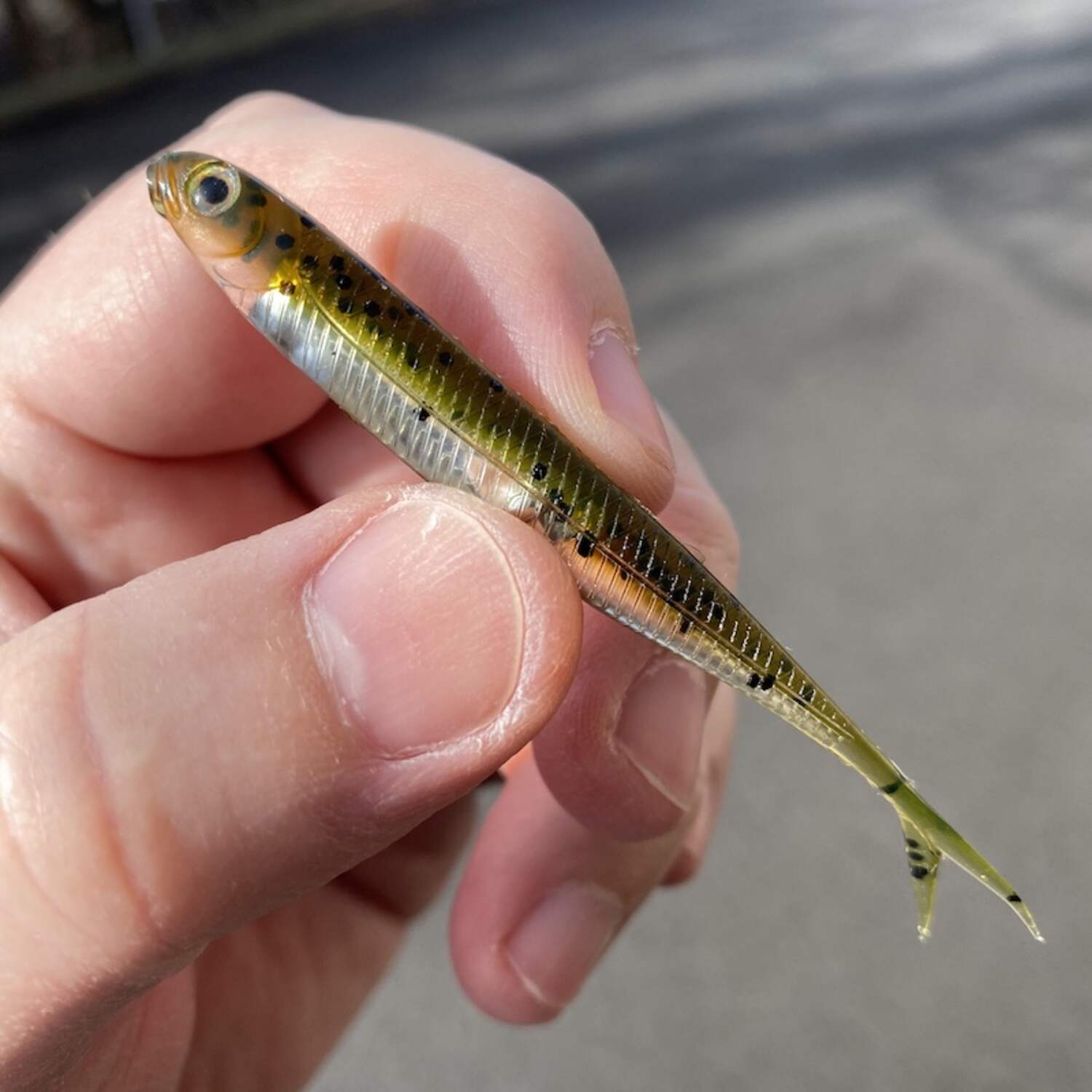 Fish Arrow Flash-J Split - J&H Tackle