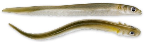 Hogy Sand Eels