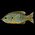LIVETARGET-Sunfish-Hollow-Body-Natural-Blue-Pumpkinseed_1