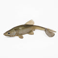 Little Creeper All American Trash Fish – J&H Tackle Little Creeper All American Trash Fish – J&H Tackle