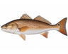 Redfish
