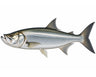Tarpon